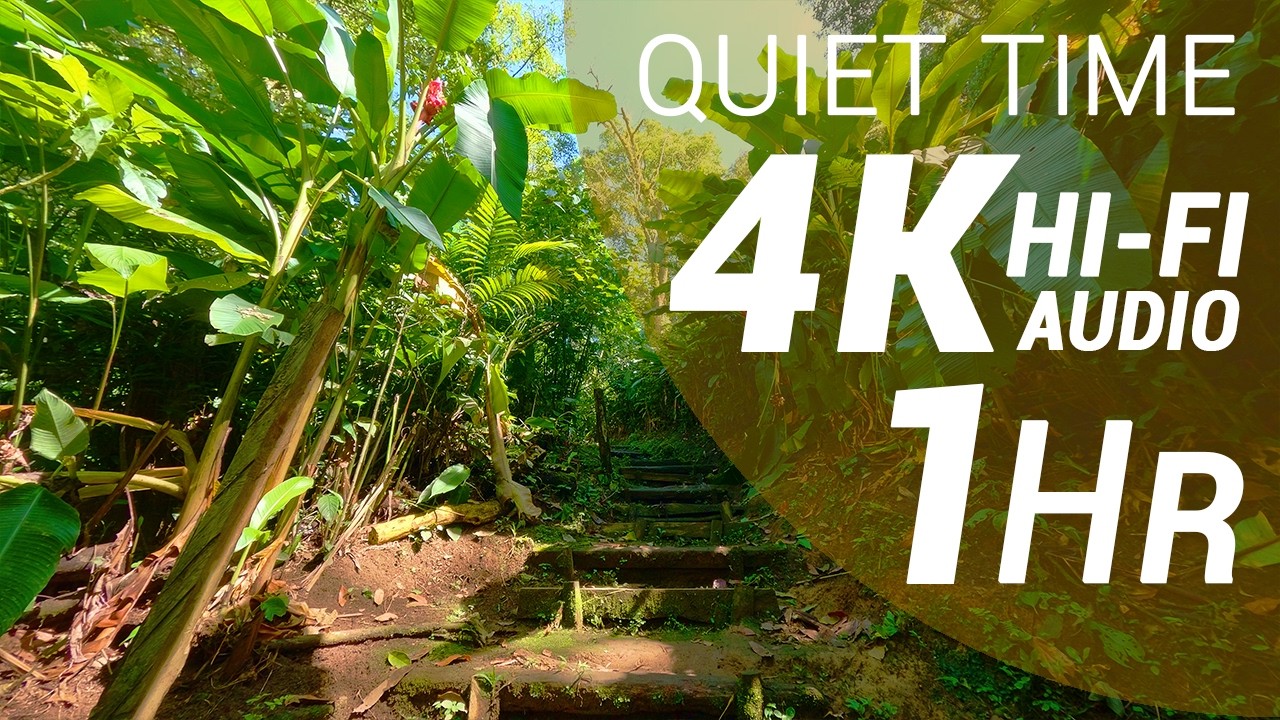 1 Hour of River and Birds Sounds on a Trail - Premontane Moist Forest (4K - Hi-Fi Audio - NoTalking)