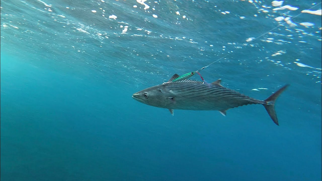 Atlantic bonito. 02.03.2019