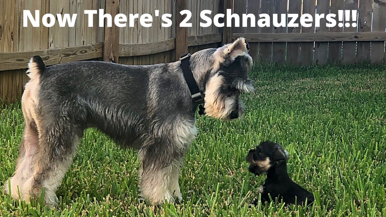 Miniature Schnauzer Madness! Should We Have Introduced Another Cute Mini Schnauzer Into The Family?