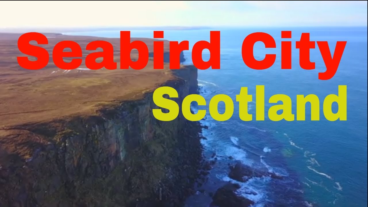 Dunnet Head Seabird City, Scotland