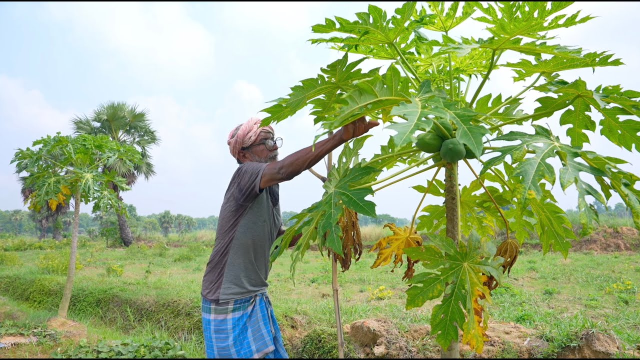PAPAYA CHICKEN RECIPE | farm fresh papaya and chicken recipe by our grandfather & grandmother |