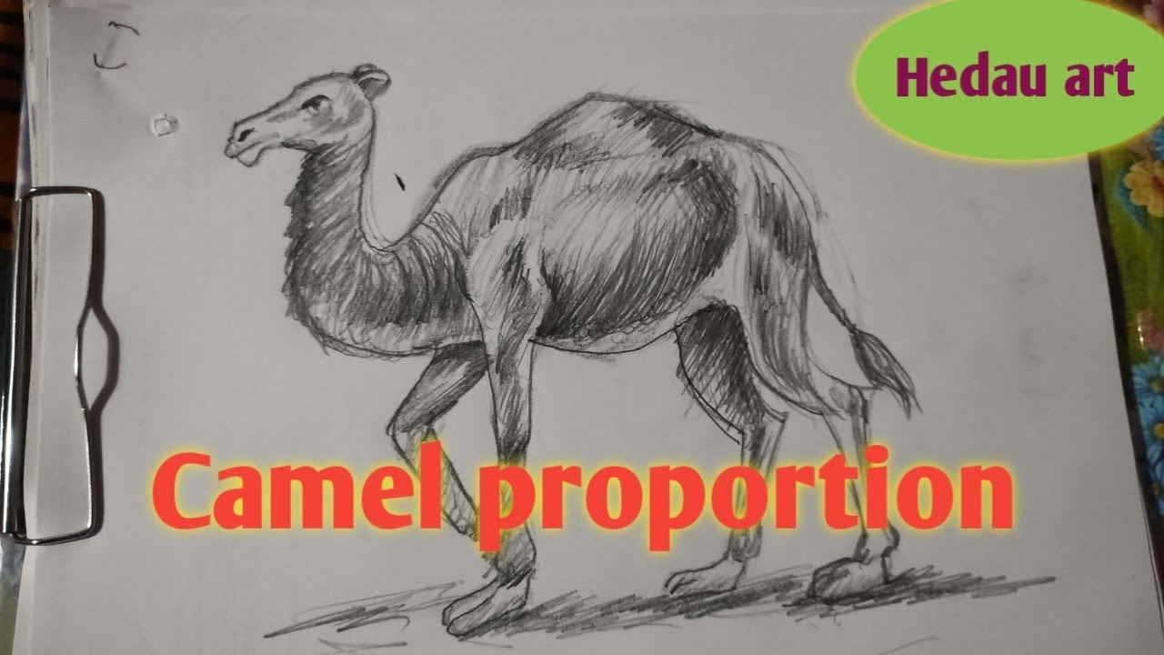 Camel proportion 