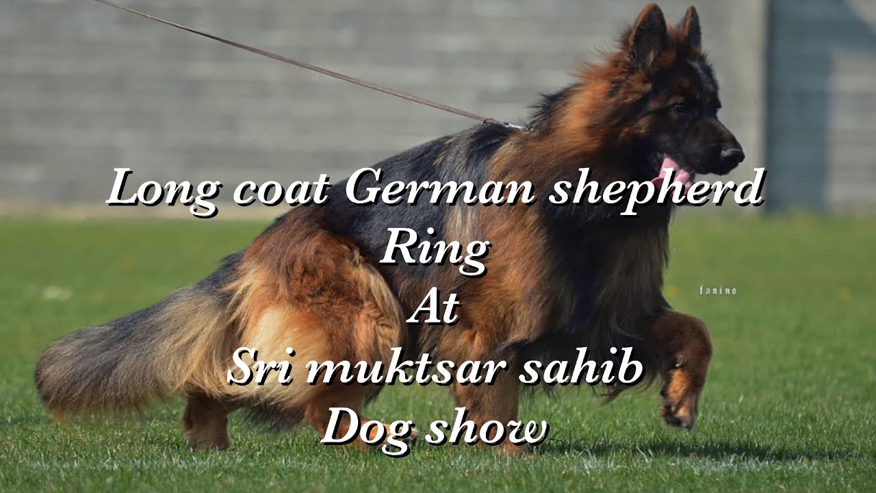 Import Long coat German shepherd perform in dog show at shri muktsar sahib