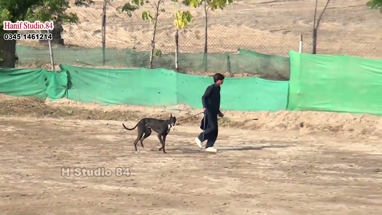 Coursing Race round 1 (25)Dors Pakistan coursing club Phalia 21Jan 2026