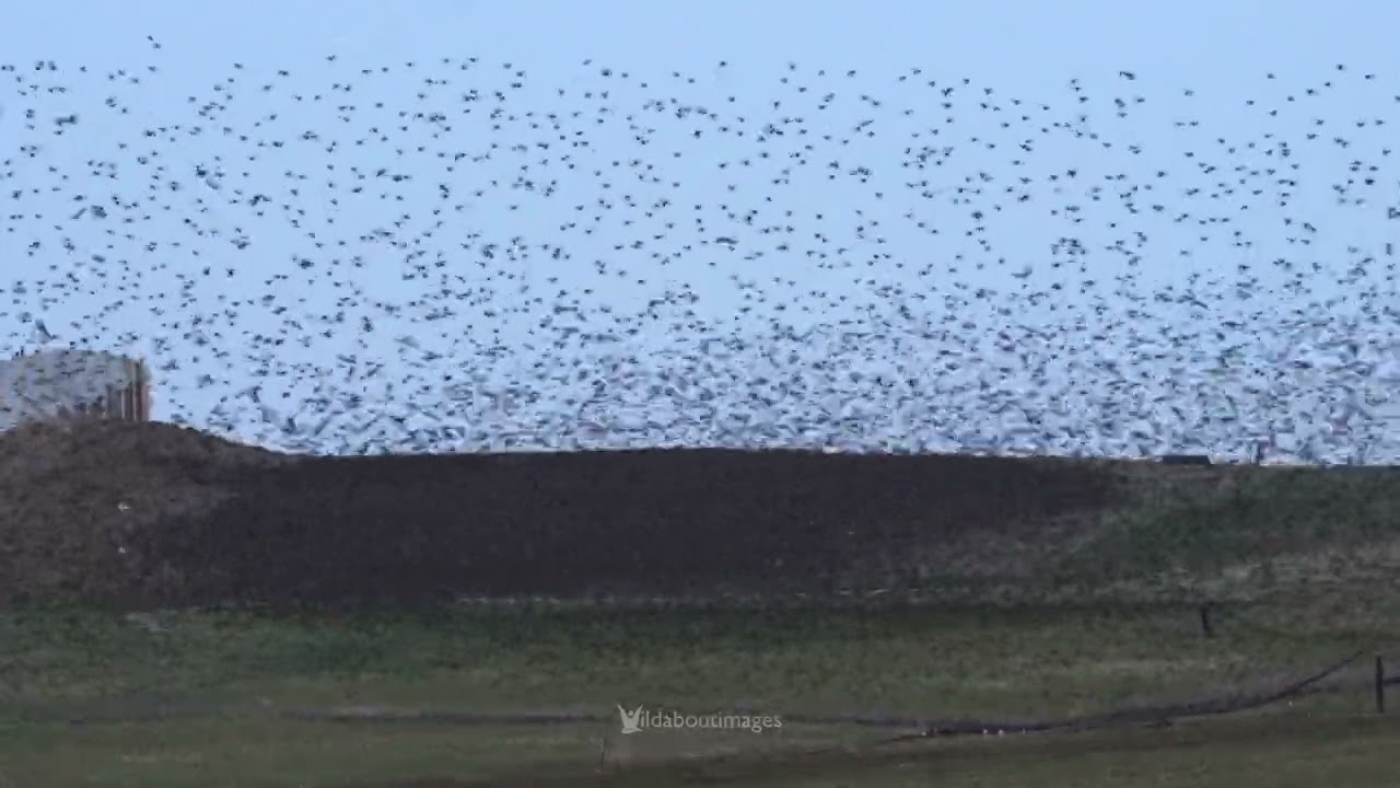 Starling Flock