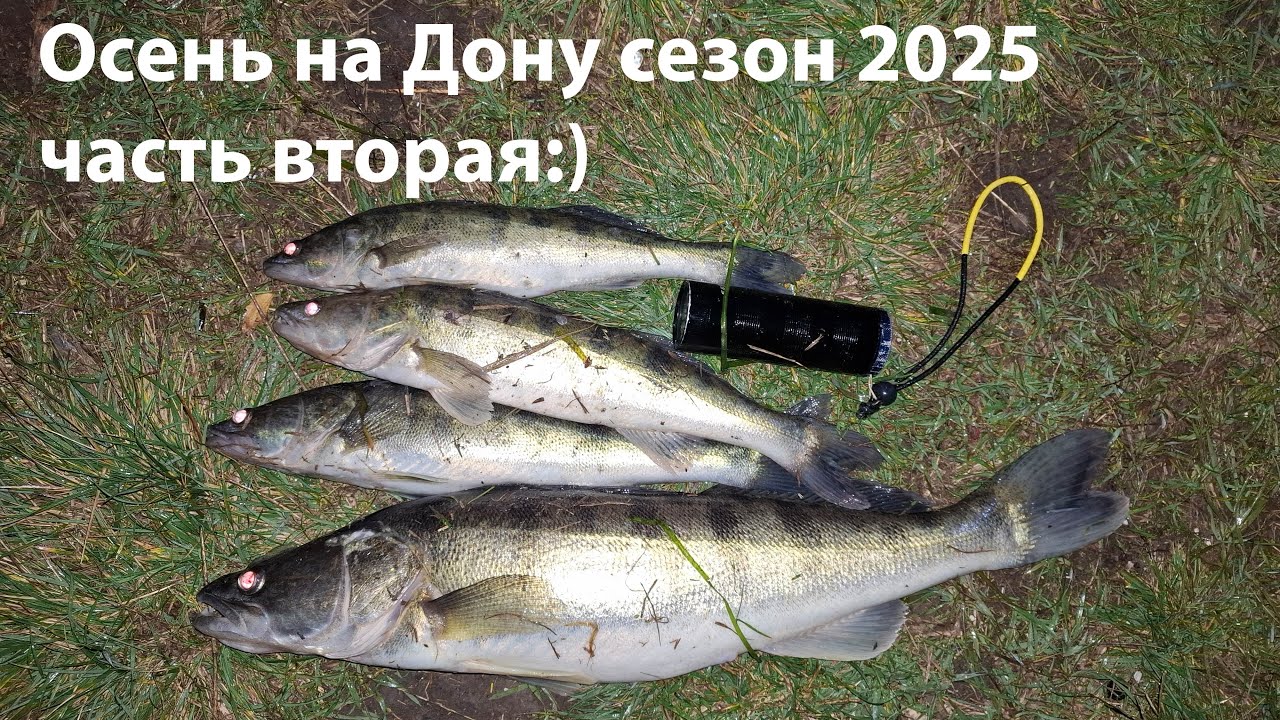 Осень на Дону сезон 2025 часть вторая Mares force pd 55