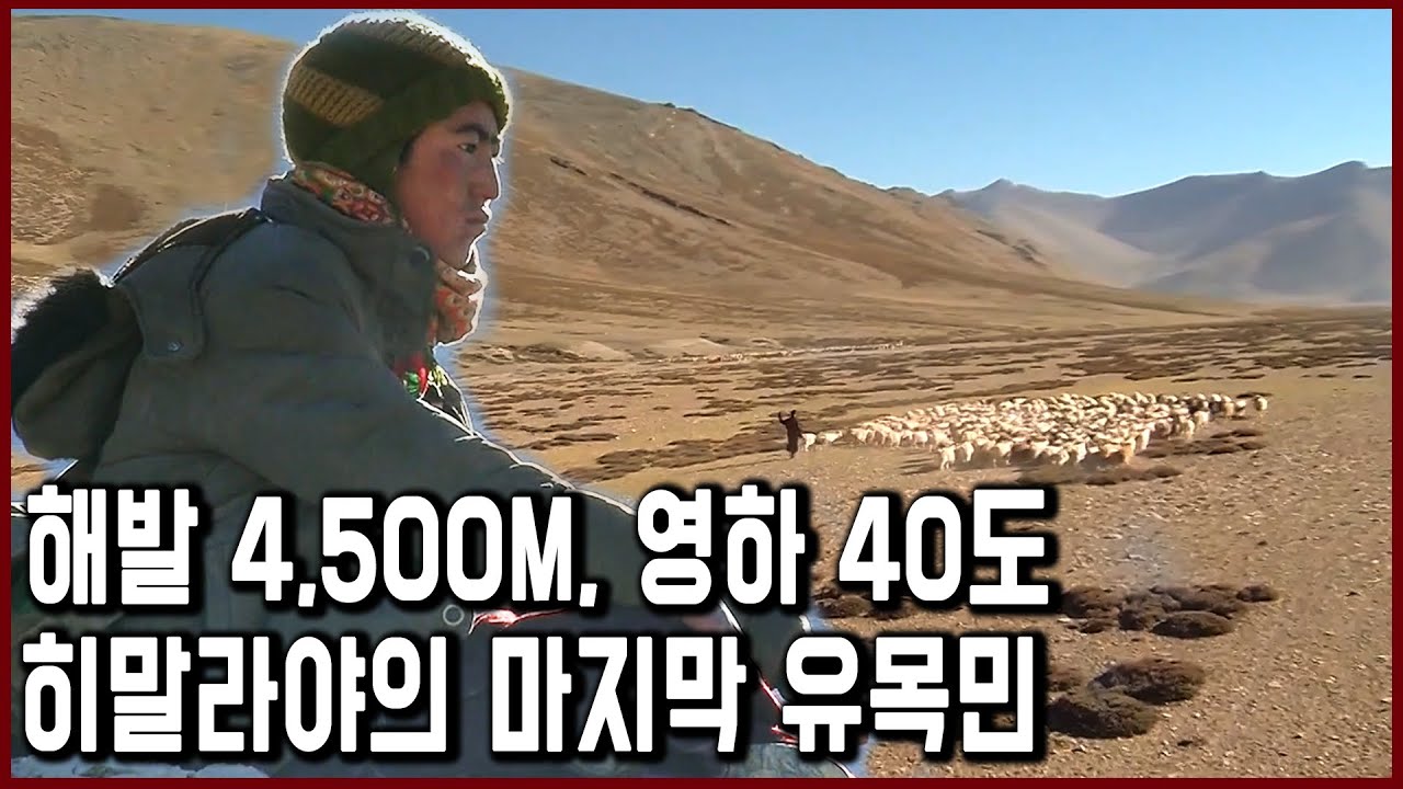해발 4,500m 영하 40도 히말라야의 차가운 사막에서 살아가는 사람들_천상의 길, 창탕