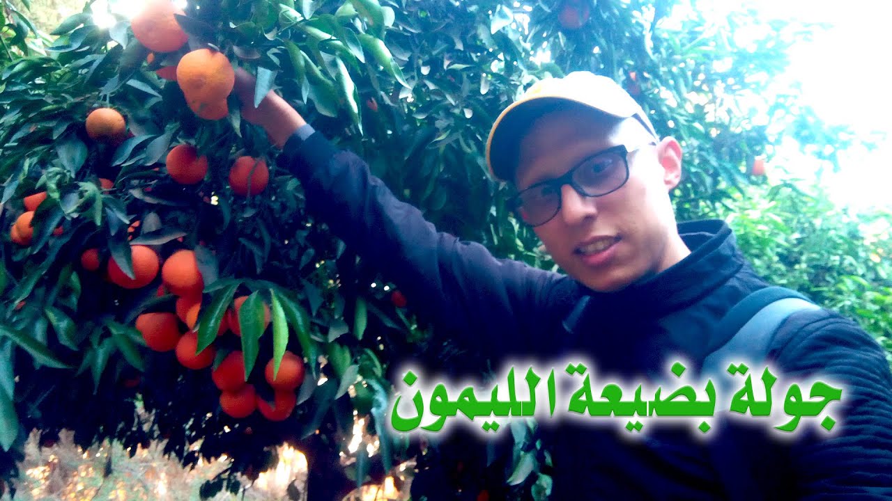 فيرمة الليمون بتارودانت