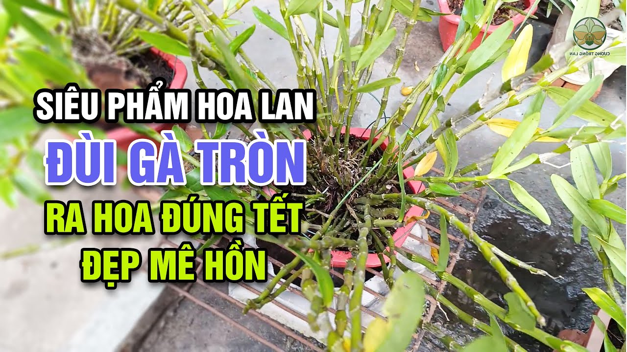 Đón Tết KHÁC BIỆT với 3 siêu phẩm đùi gà tròn – Ai xem cũng thèm!