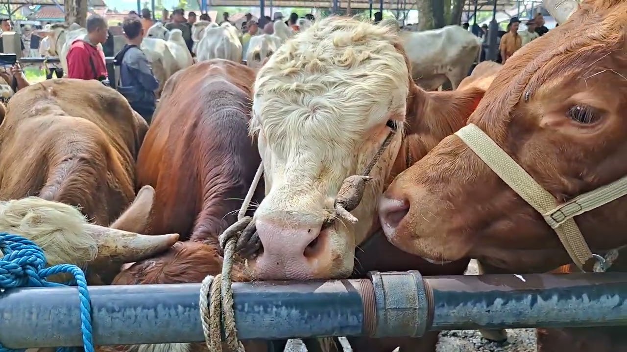 💥Row Sapi Jenis (Limosin,Simental,Pegon dan Crossingan)💥