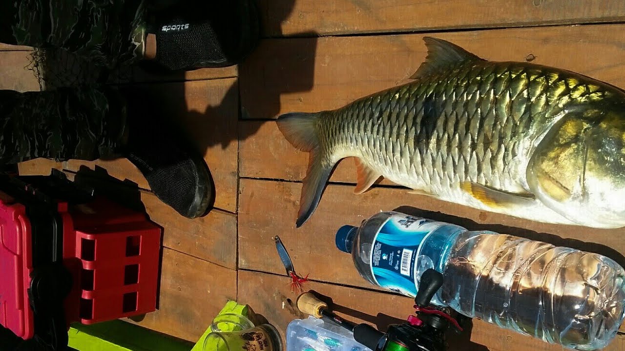 Awalnya dikira TOMAN ternyata MONSTER HAMPALA SAGULING!