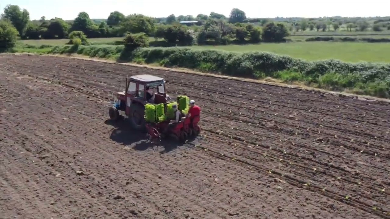 Michaels pumpkin patch pumpkin planting 23