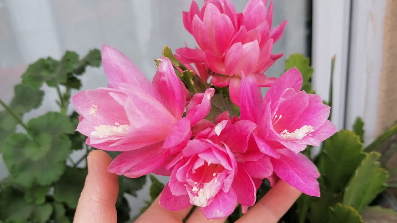 MUHTEŞEM BİR ÇİÇEK ATLAS ÇİÇEĞİ BAKIMI SULAMASI kaktüsgiller How to care for the atlas flower