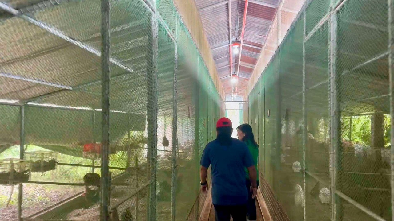 WOW! FARM to SUPERMARKET din ang COW's MILK at Dressed DARAG CHICKEN nila + Sariling Inputs sa Farm!