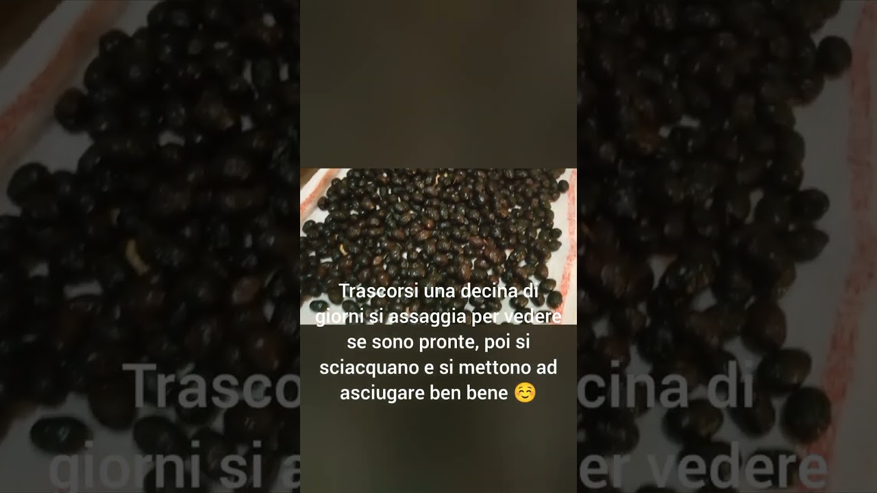 🫒🌿Eh prepariamo  le olive nere curate con il sale ☀️😋