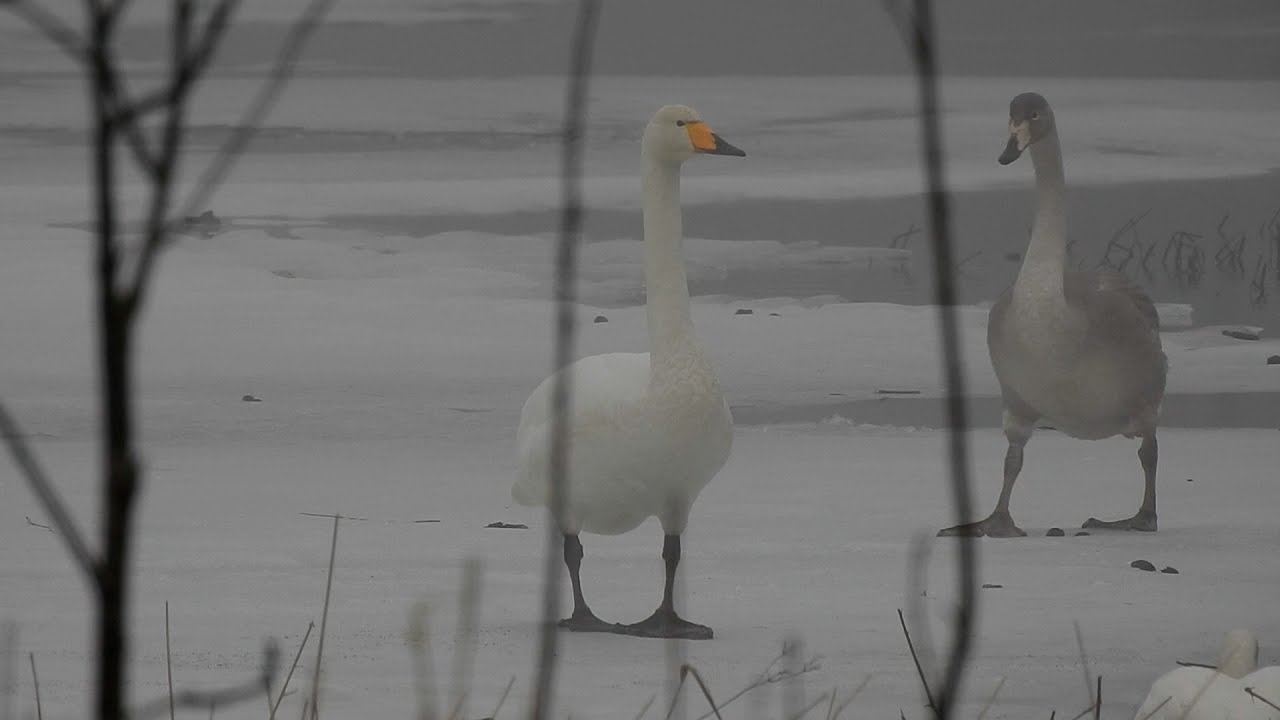 Whooper swan Sangsvane Cygnus cygnus Laulujoutsen Wilde zwaan Лебедь-кликун