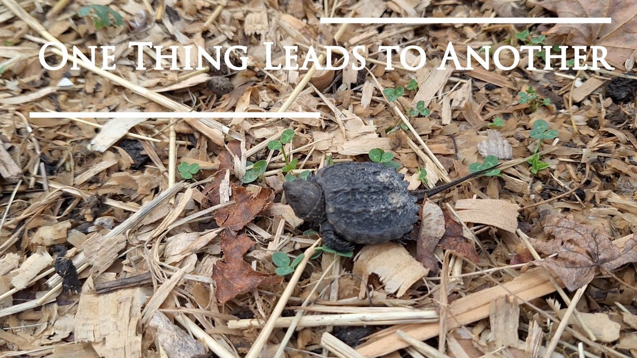 One Thing Leads to Another