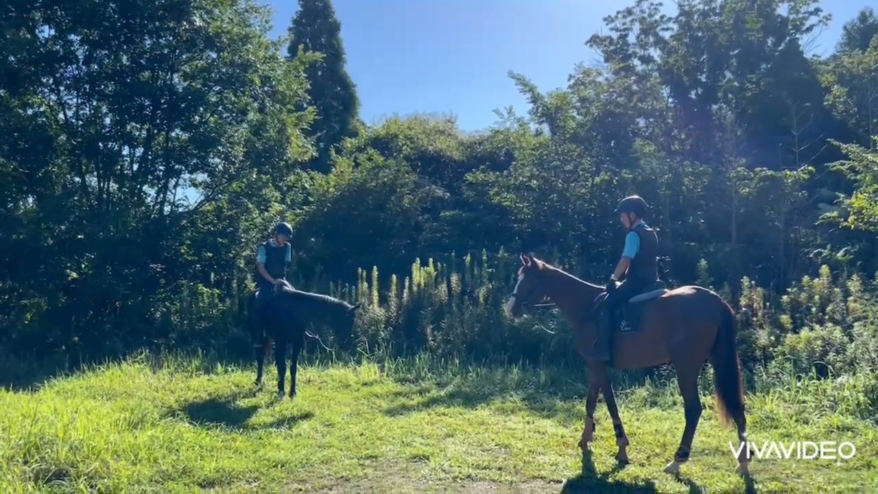 【2024.09.21】引退競走馬から肉用として肥育場で過ごしてたリタッチ4頭。ハオ🐴　ブライト🐴　ピノ🐴　ノア🐴お散歩風景🌳🌳🌳大阪のホースレスト