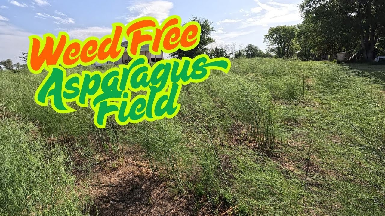 Weed Control In Our Asparagus Field #asparagus #homesteading #vegetablegardening #garden