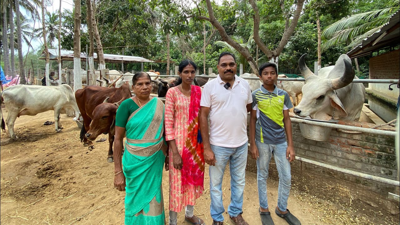 அண்ணாமலை A2 பண்ணை | Country cow farm