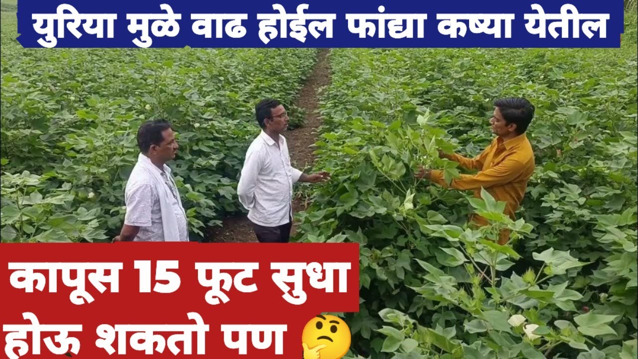 युरिया मुळे फांद्या कमी येतात का जास्त! कापूस 15 फूट होईल पण फायदा किती लक्ष देऊन बघा