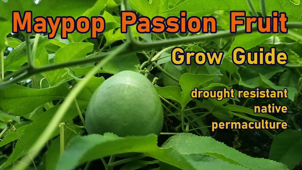Passion Fruit from the Maypop Passion Flower - A Permaculture Grow Guide For Texas Cross Timbers