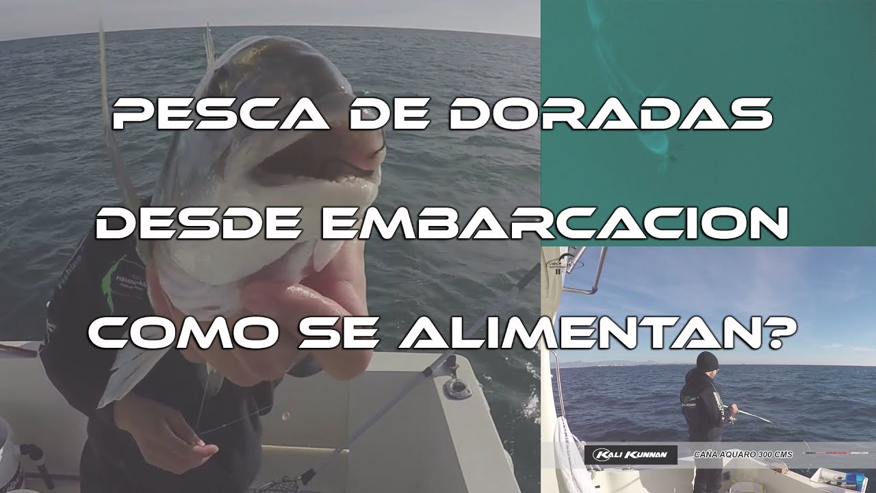 Pesca de Doradas desde Embarcación   ¿Como se alimentan?