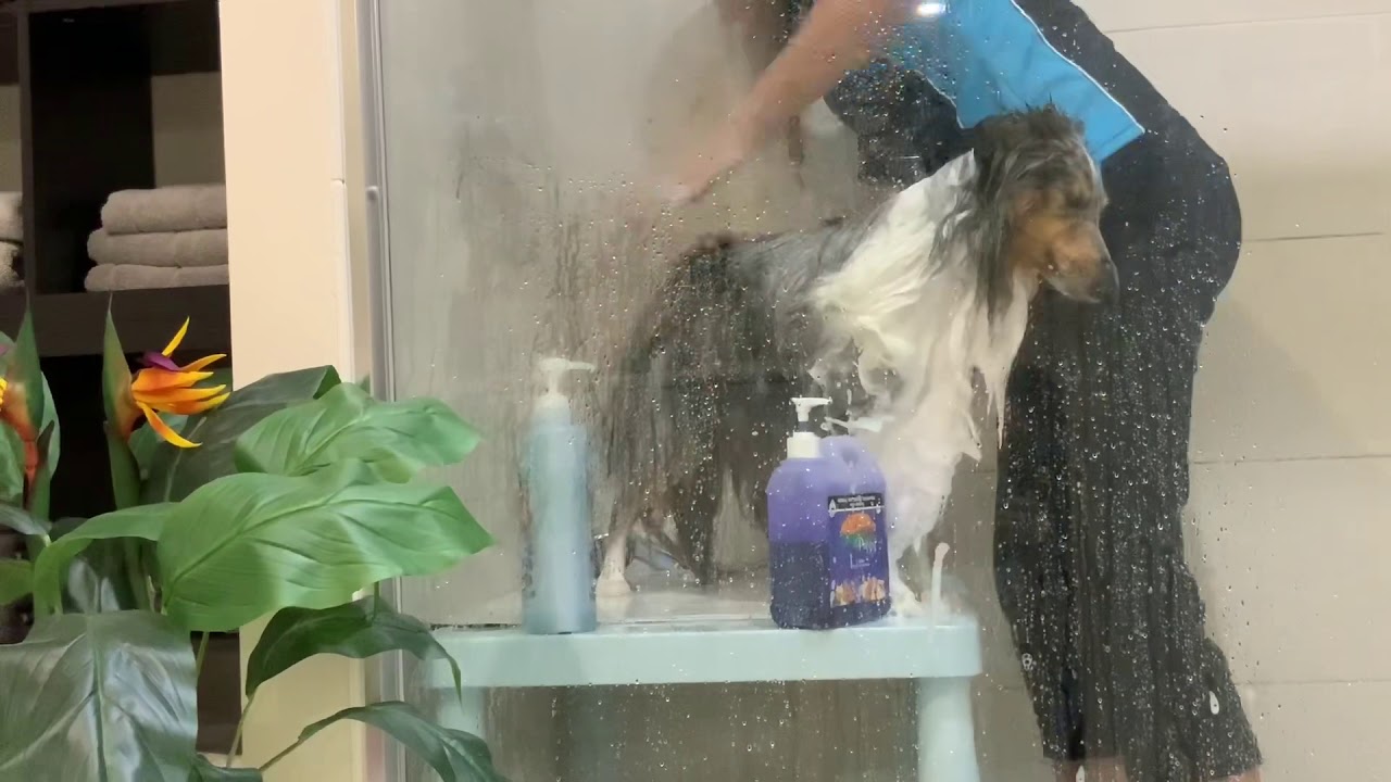 HOW TO BATH YOUR DOG! SHELTIES, SHETLAND SHEEPDOGS, DOUBLE-COATED BREEDS AND LONG HAIRED DOGS.