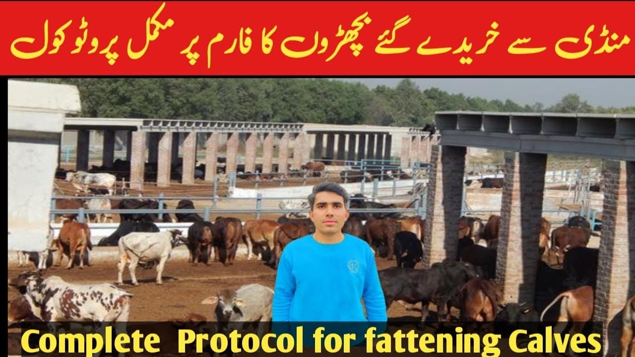 منڈی سے خریدے گئے بچھڑوں کا فارم پر مکمل پروٹوکول| Complete  Protocol for fattening Calves