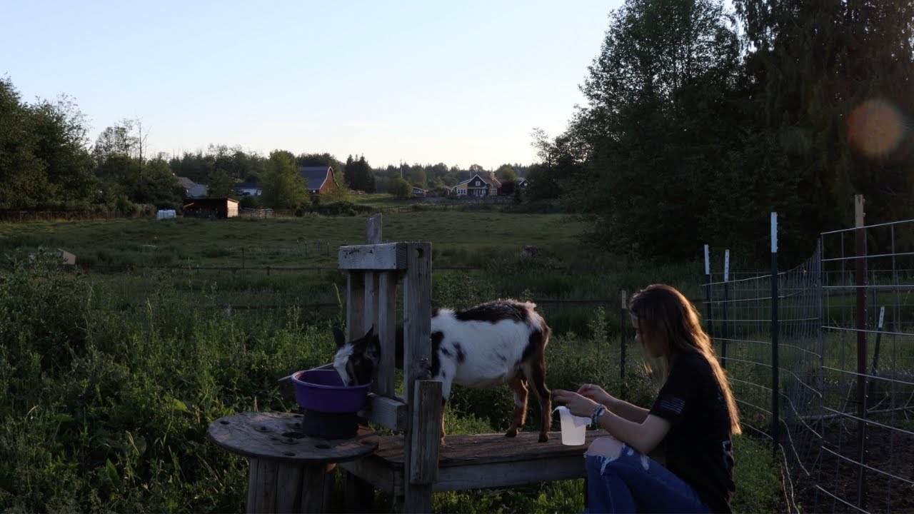 how i milk my goat. | a quiet evening on a small farm.