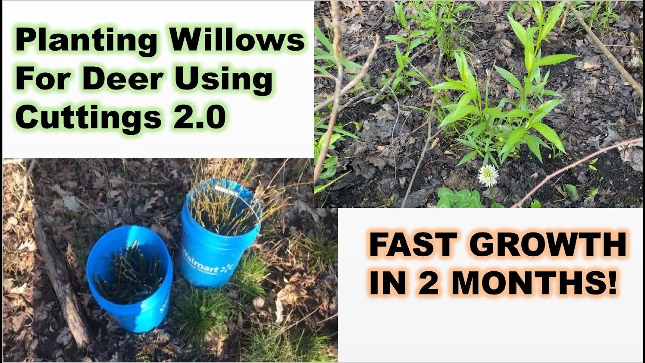Planting Willows From Cuttings 2.0 - FAST Growth In 2 Months - Update On Last Year's Willows