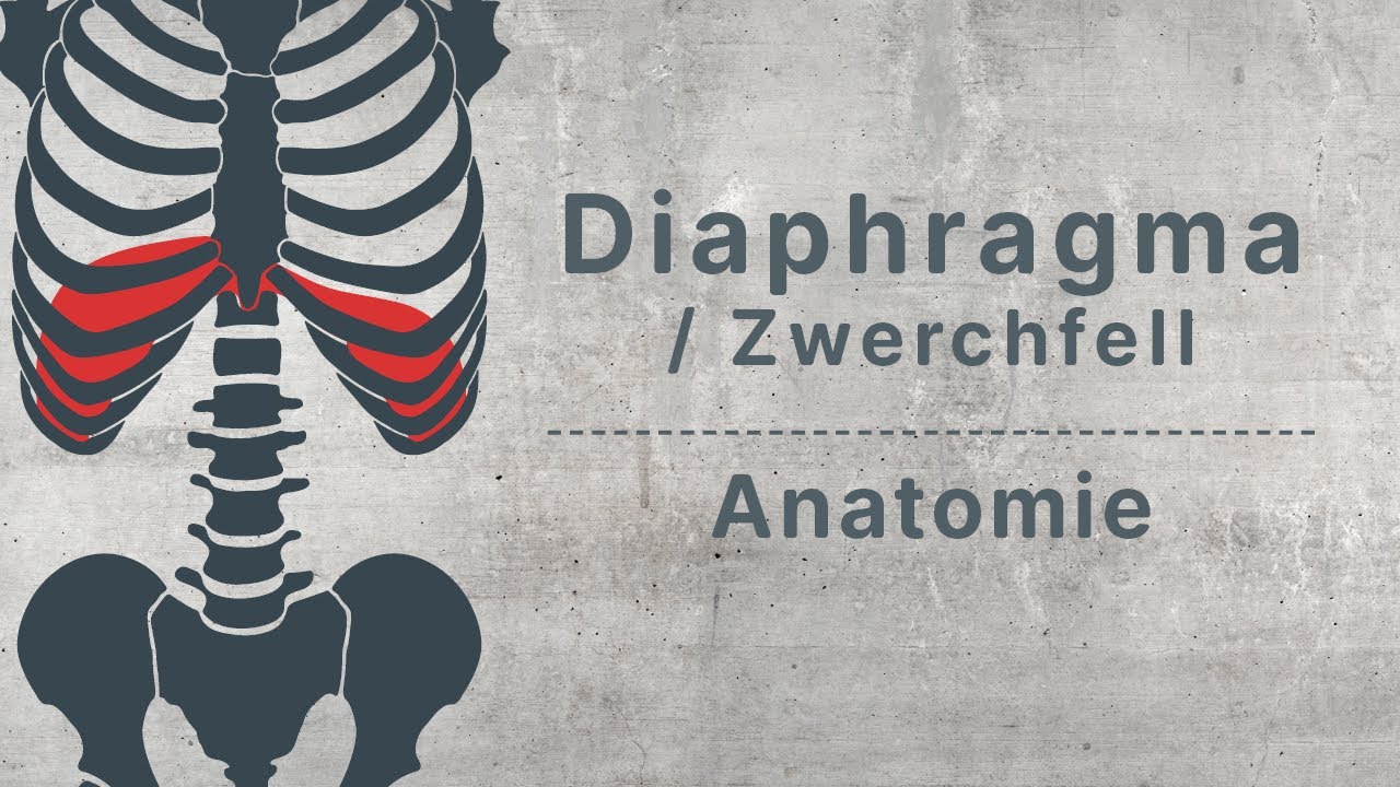 physioHELD: Diaphragma / Zwerchfell | Anatomie