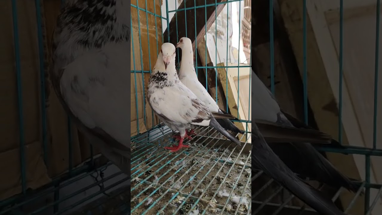 kalpare kaldume kabutar shok kijiye