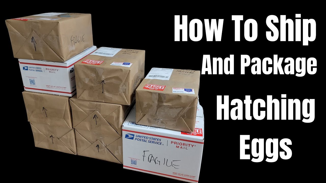 How to Package and Ship Hatching Eggs Safely