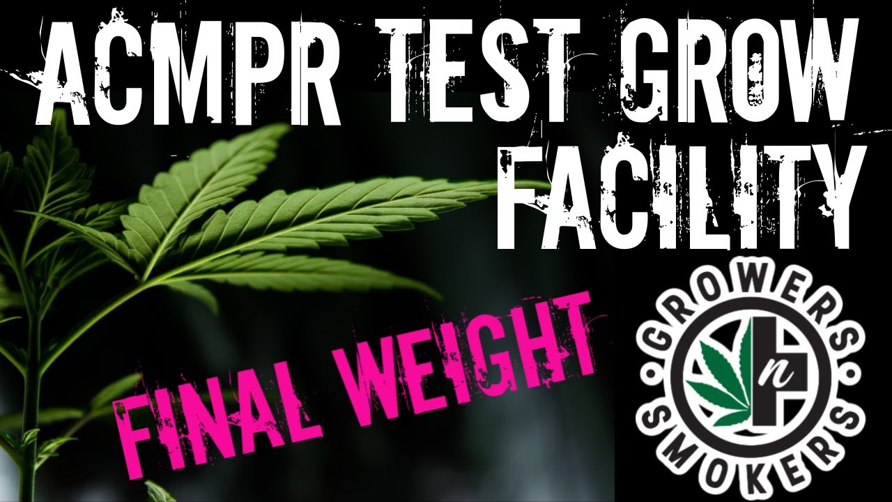 Harvest weigh-in 75 Day OG Kush ACMPR test grow facility Growers n' Smokers
