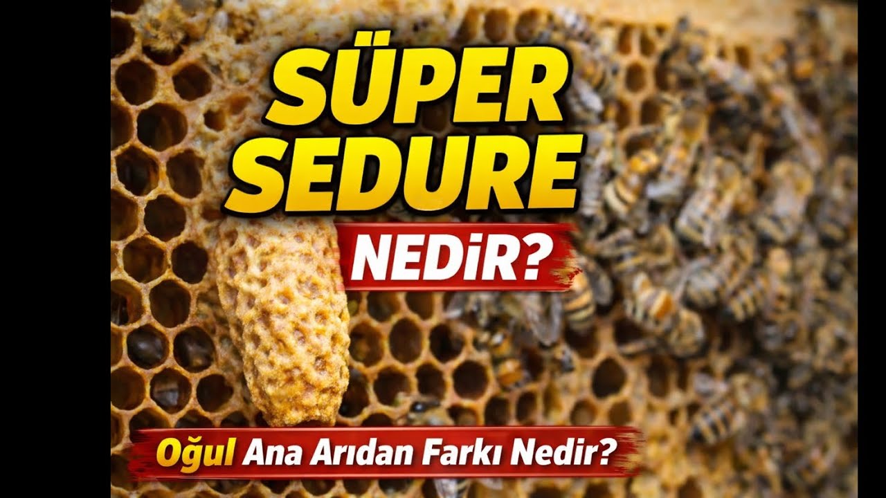 Süpersedur Nedir? - Bir Kovanda İki Ana Arı Olur mu? 