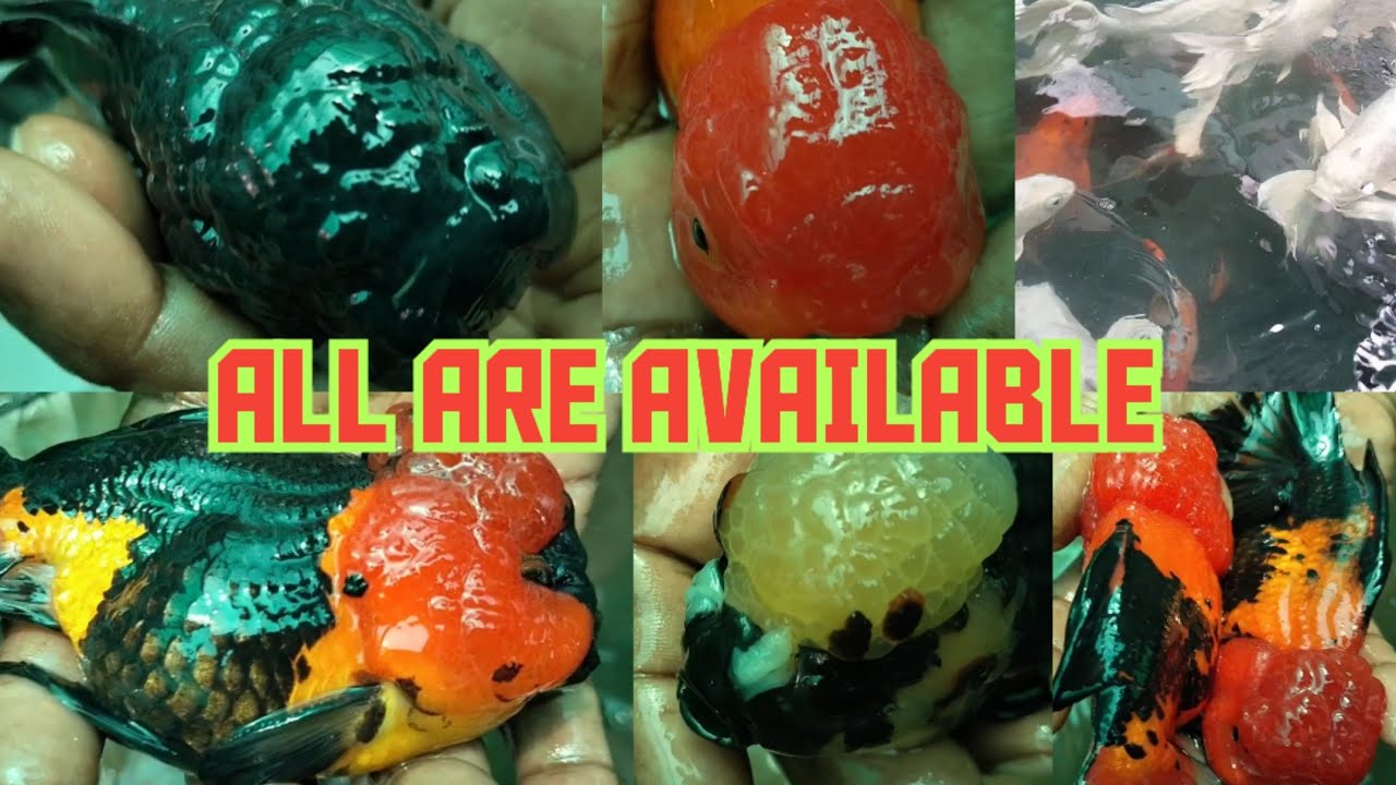 FISH FARM IN HOWRAH BAKSARA🙂GOLD FISH🐠 ORENDA 🐠 MILKY CARP🐠#viralvideo #fish #fishfarming