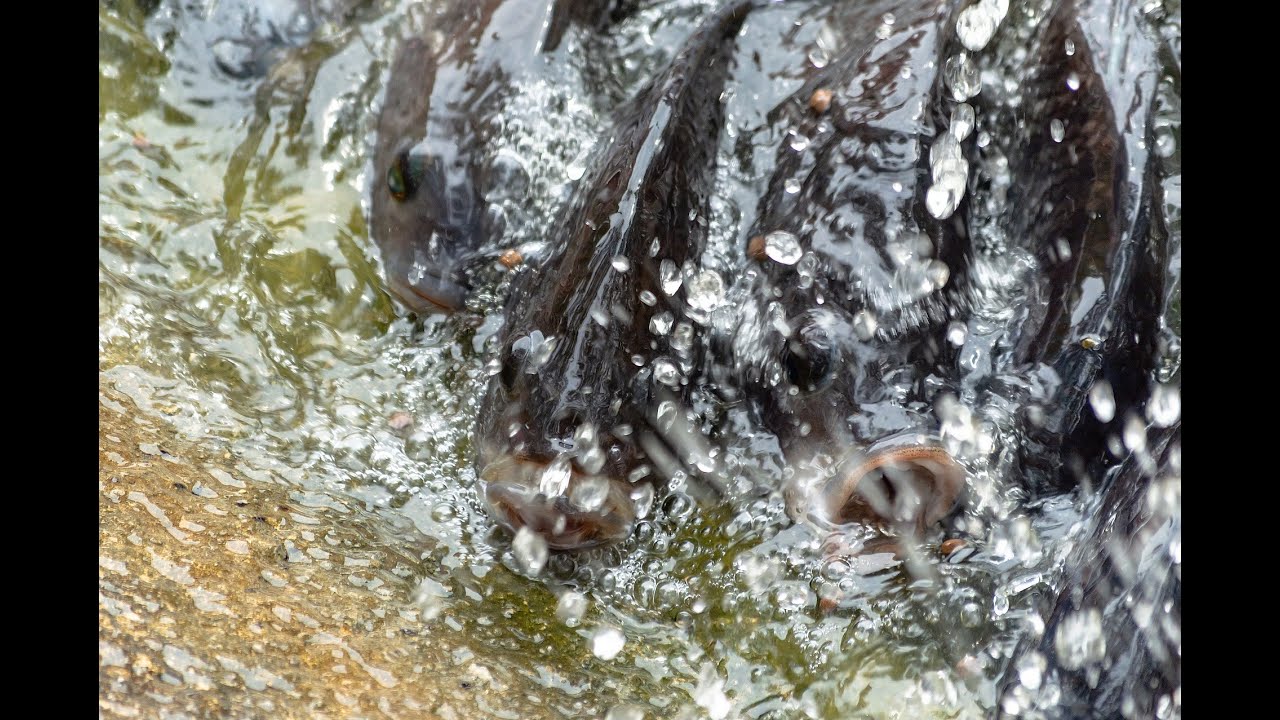 Basic Principles of Biofloc Systems and the Role of Microorganisms in Maintaining Water Quality