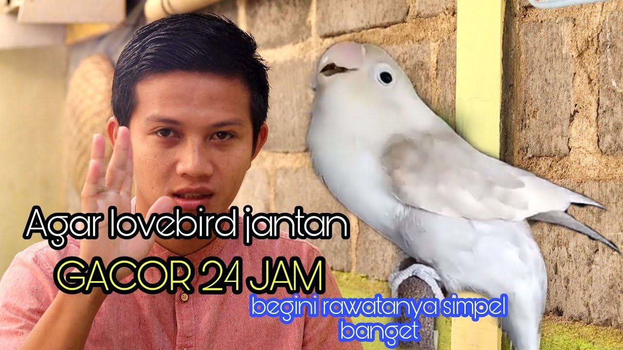 Rawatan lovebird jantan Gacor Dor 24 jam!!!!