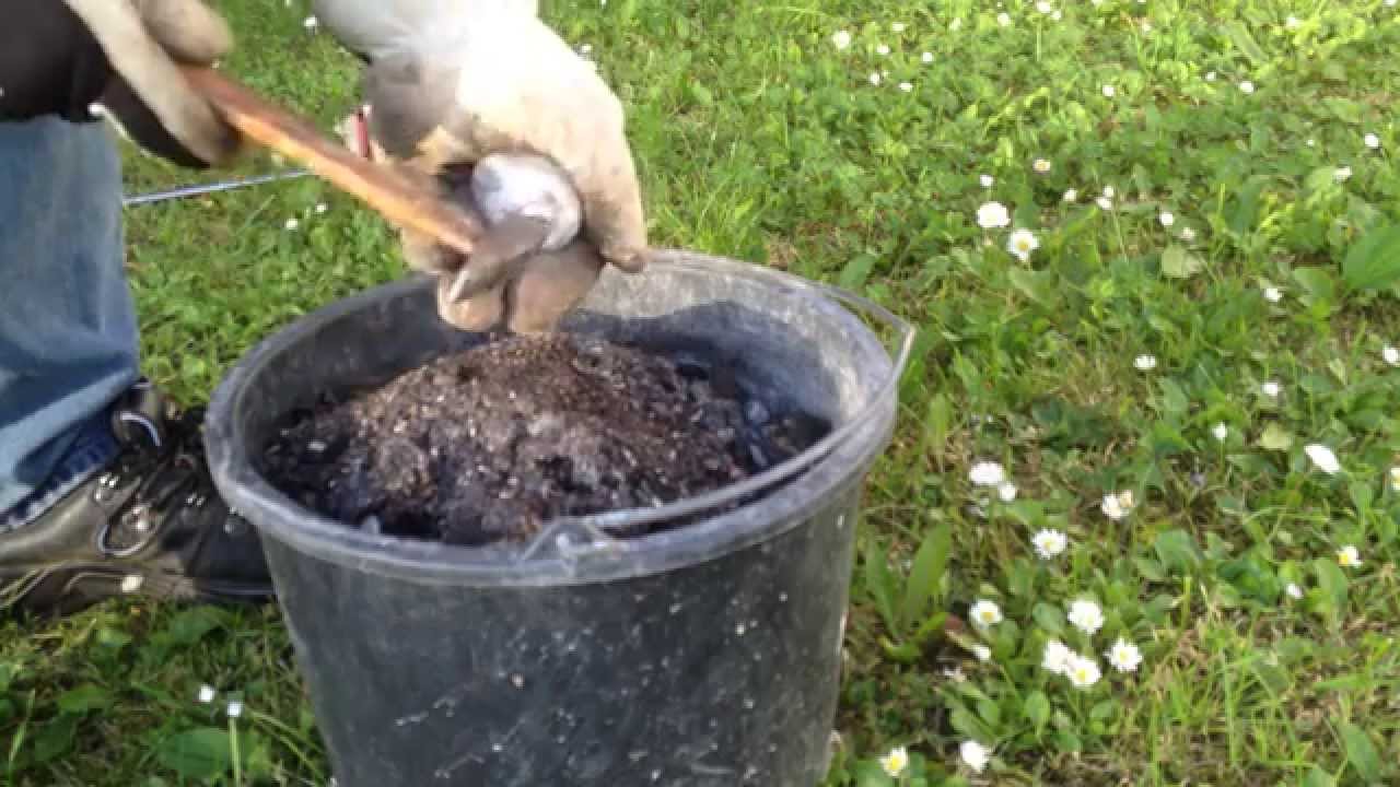 Rensning af bund på forstenet søpindsvin