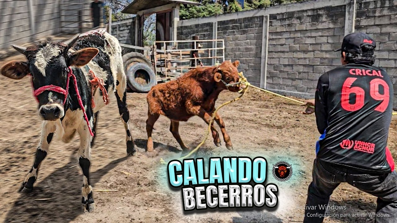 CALANDO 15 BECERROS ! ASI SALIERON | COMPA ANGEL