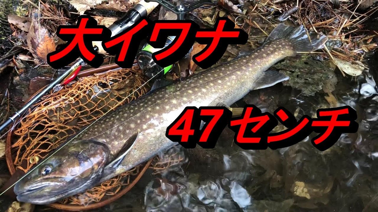 大イワナが衝撃的な川で釣れた！