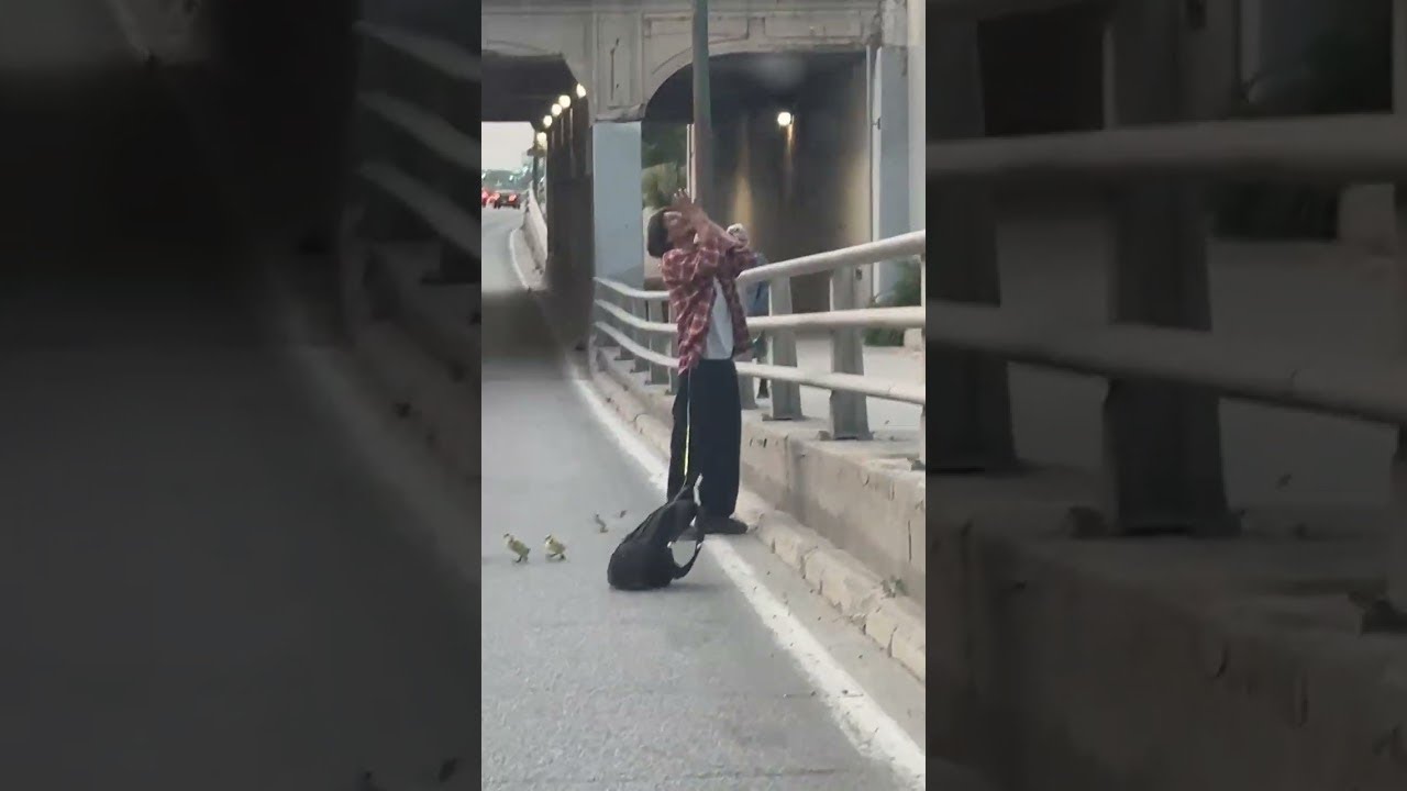 Guy Tries to Help Geese Cross Road || ViralHog
