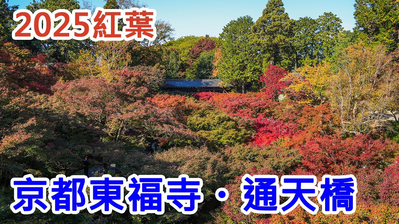 【2025京都紅葉】京都・東福寺紅葉轉紅中！通天橋整片染色五彩繽紛實拍🍁