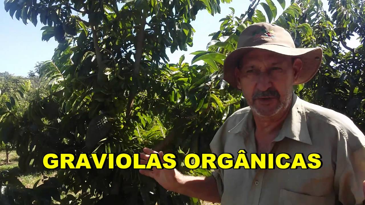 AS TRÊS FASES DA GRAVIOLA - 2