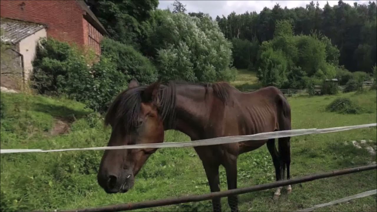 imp der &Uuml;bermensch: Ferd Blu Song