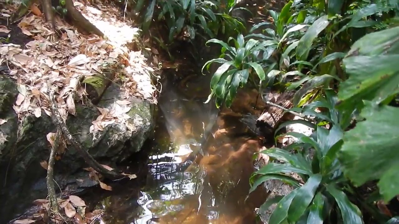 Tropical Eco System at Ontario Science Center