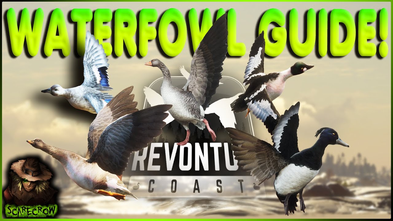 The Best Waterfowl HOTSPOTS On Revontuli Coast! Call of the wild