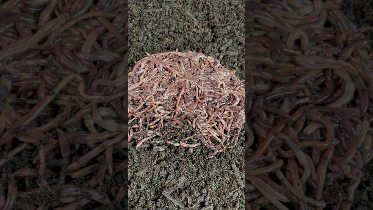800 Red Wiggler Breeder Worms! #redwigglers #vermicompost #breederbin #breeders