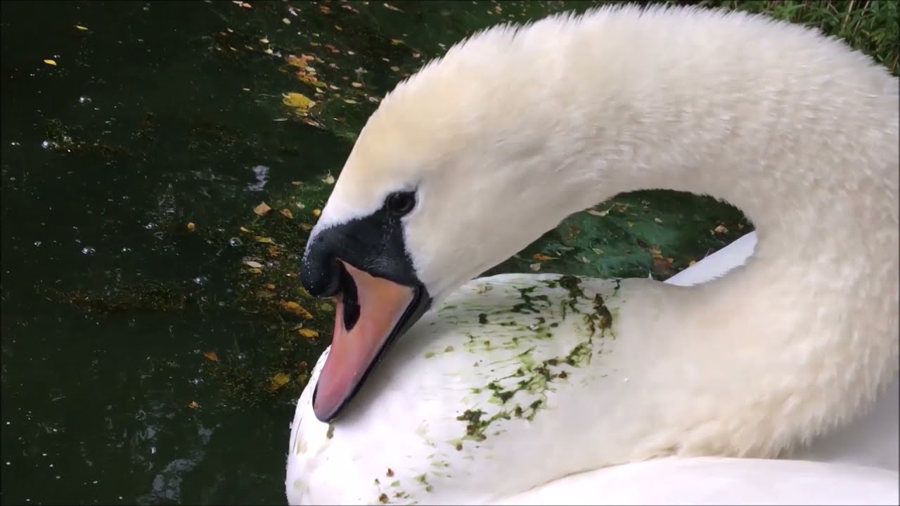 It doesn't take much to offend swan Mike Tyson! Compilation of snorts!